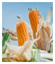 INDONESIAN COMMODITY
